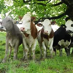 Séjour à la ferme Auerbauer *