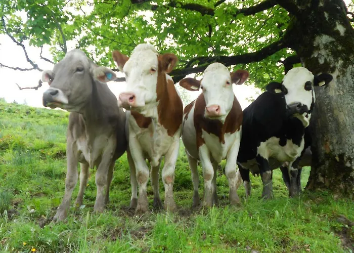 Alloggio per agriturismo Auerbauer *